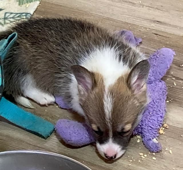 Hairpin Corgis media 7