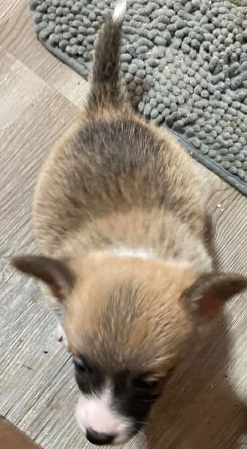 Hairpin Corgis media 8