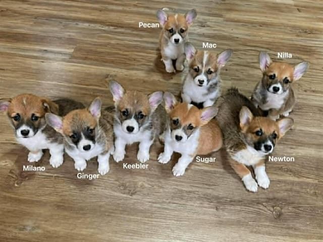 Hairpin Corgis media 9