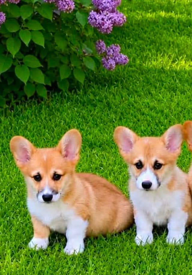 Hairpin Corgis media 10