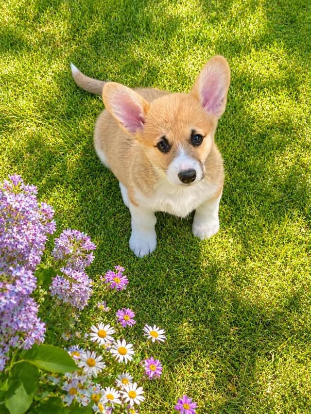 Hairpin Corgis media 12