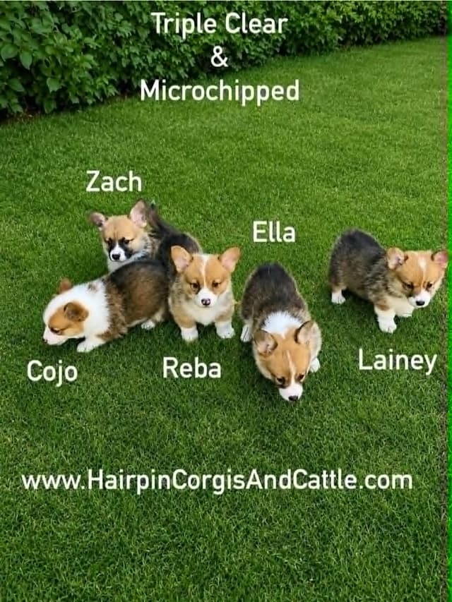 Pembroke Welsh Corgi Puppies media 2