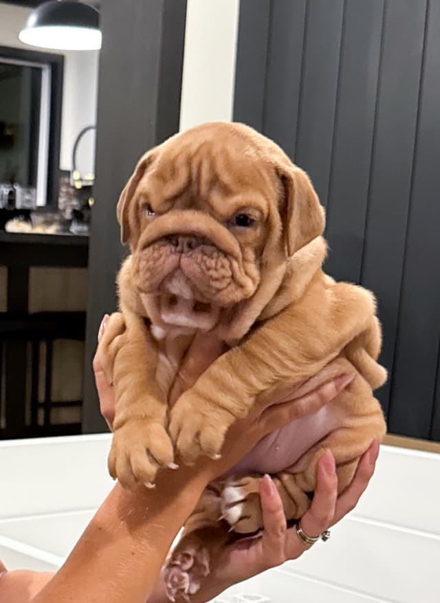 Bulldog Puppies in North FL / South GA media 3