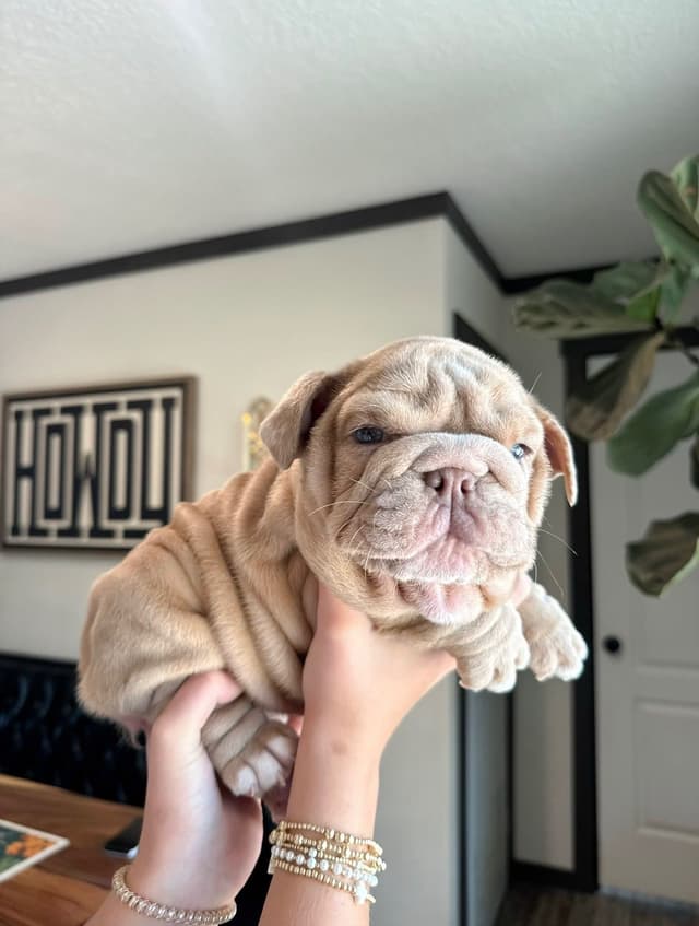 Bulldog Puppies in North FL / South GA media 5
