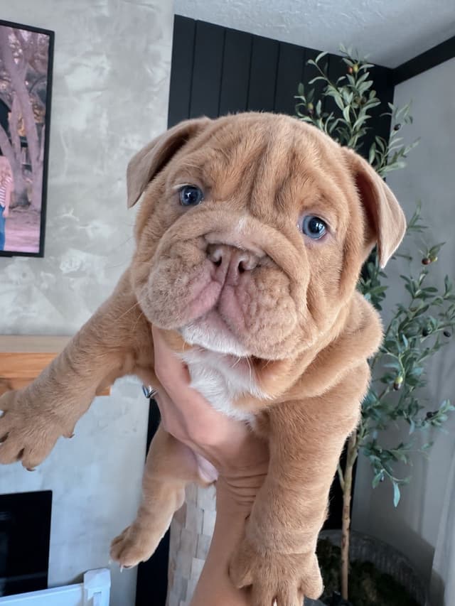 Bulldog Puppies in North FL / South GA media 7
