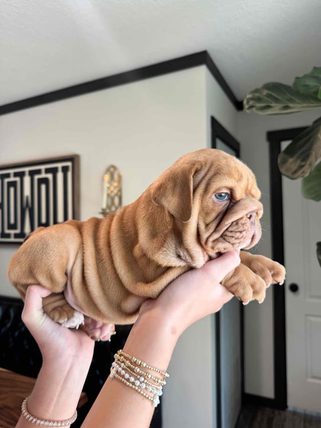 Bulldog Puppies in North FL / South GA media 6