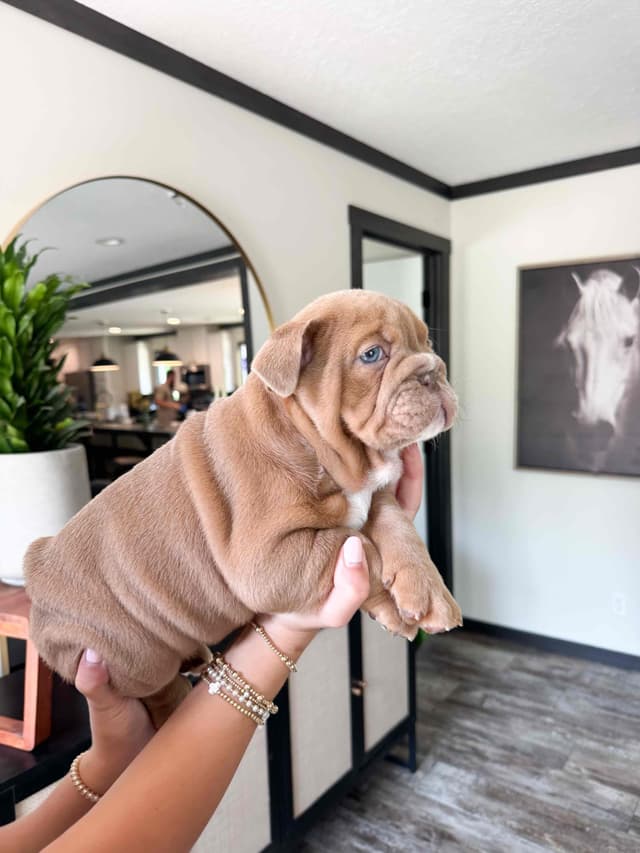 Bulldog Puppies in North FL / South GA media 10