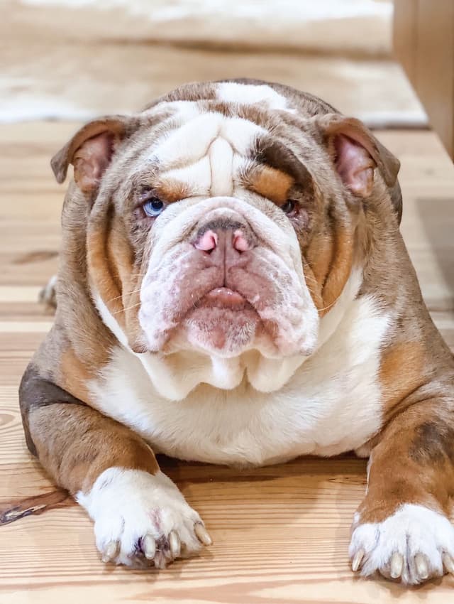 Bulldog Puppies in North FL / South GA media 15