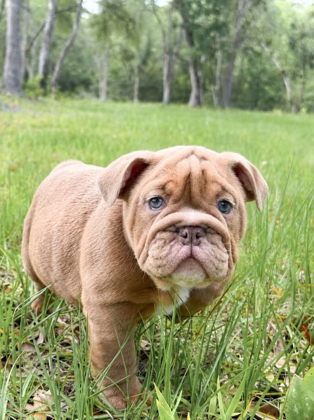 Bulldog Puppies in North FL / South GA media 4