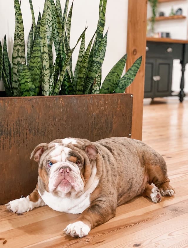 Bulldog Puppies in North FL / South GA media 14