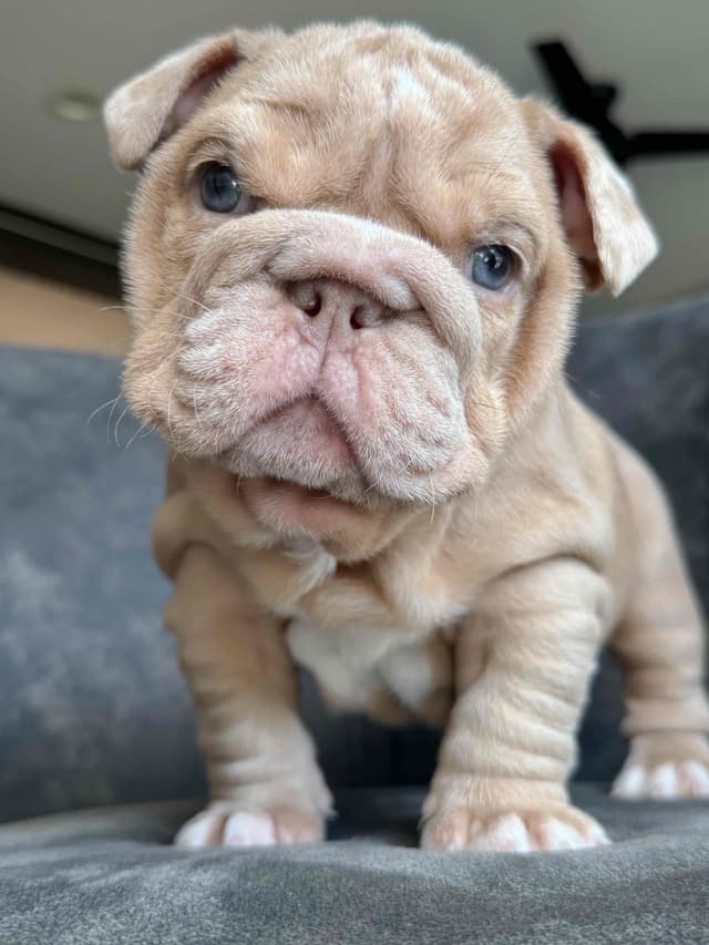 Bulldog Puppies in North FL / South GA media 2