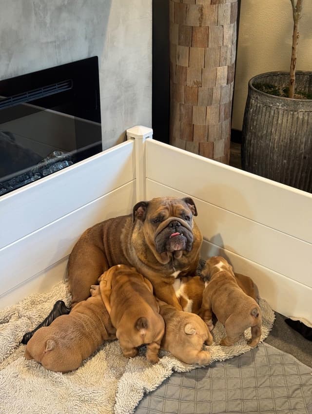 Bulldog Puppies in North FL / South GA media 13