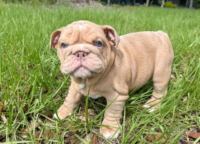 Bulldog Puppies in North FL / South GA media 8