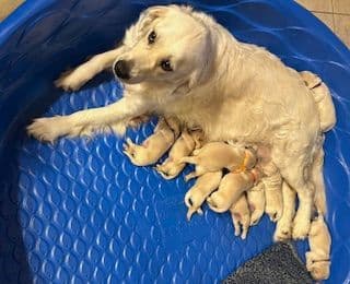 Calm Golden Retriever Puppies – Started puppies for easy transition breeder image 18