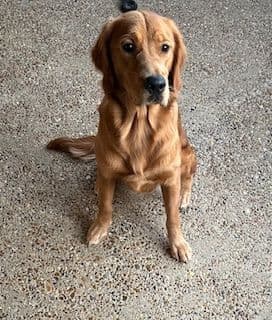 Calm Golden Retriever Puppies – Started puppies for easy transition breeder image 20