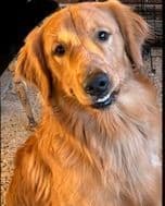Calm Golden Retriever Puppies – Started puppies for easy transition breeder image 21