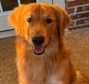 Calm Golden Retriever Puppies – Started puppies for easy transition breeder image 22