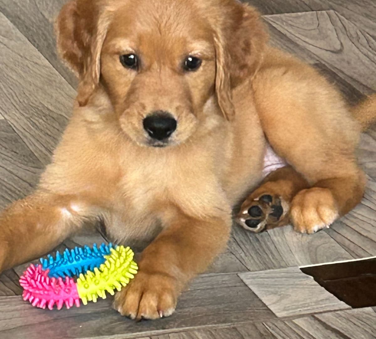 Calm Golden Retriever Puppies – Started puppies for easy transition breeder image 25