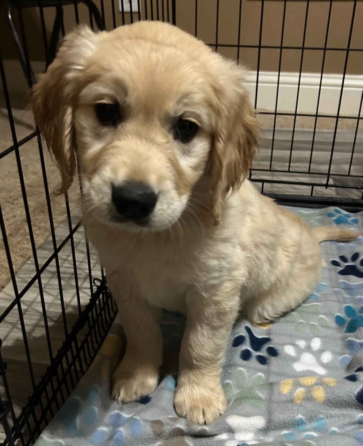 Calm Golden Retriever Puppies – Started puppies for easy transition breeder image 26