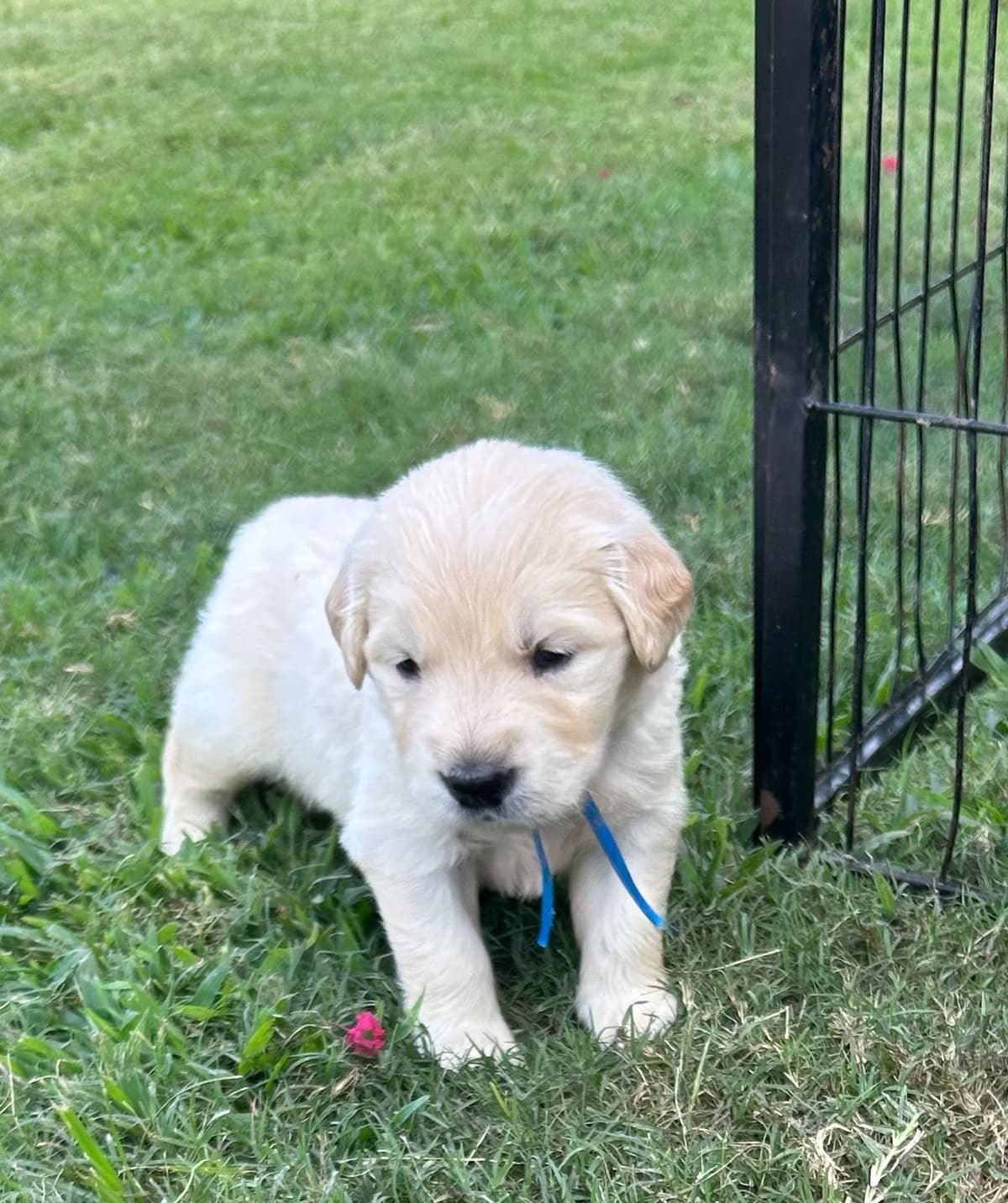 Calm Golden Retriever Puppies – Started puppies for easy transition breeder image 27