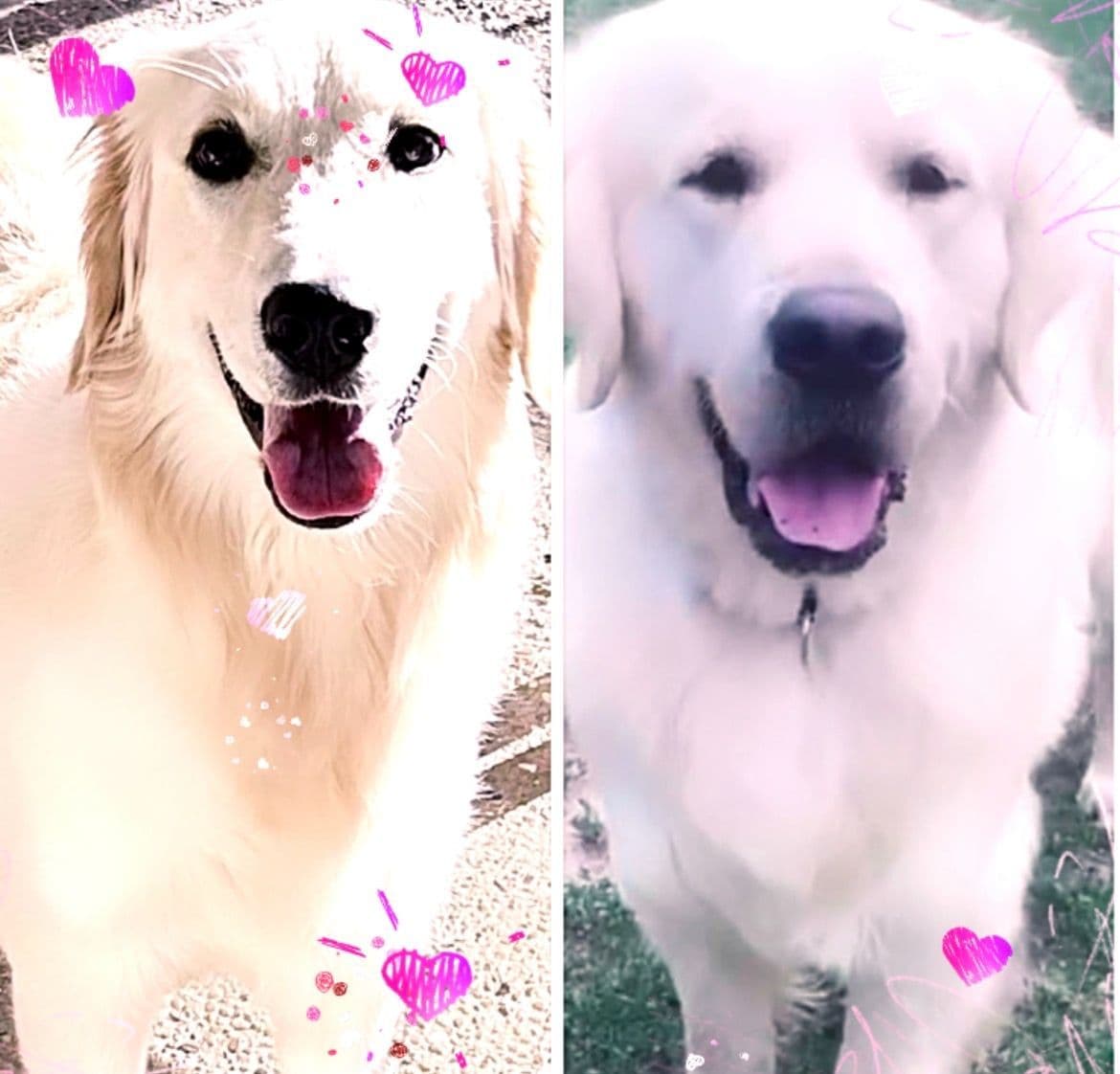 Calm Golden Retriever Puppies – Started puppies for easy transition breeder image 28