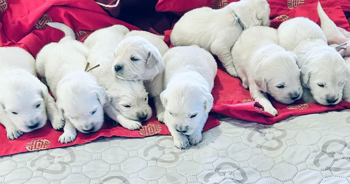 Calm Golden Retriever Puppies – Started puppies for easy transition breeder image 30