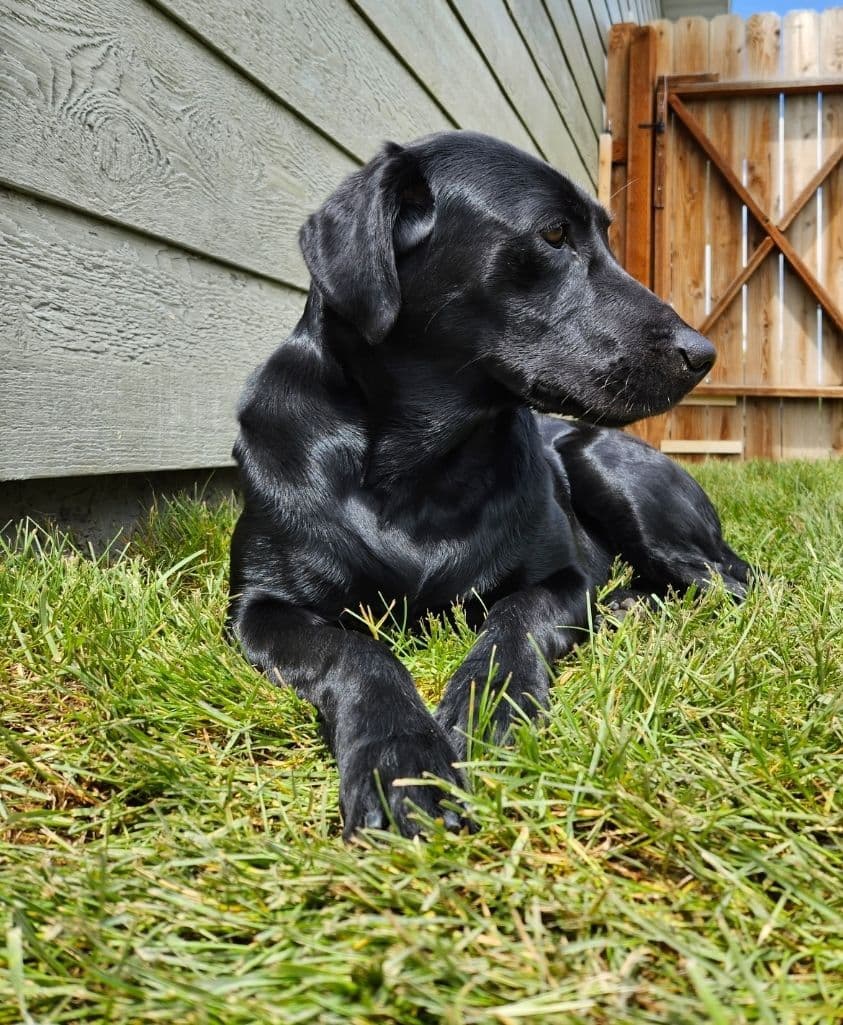 Labrador Retriever Puppies breeder image 1