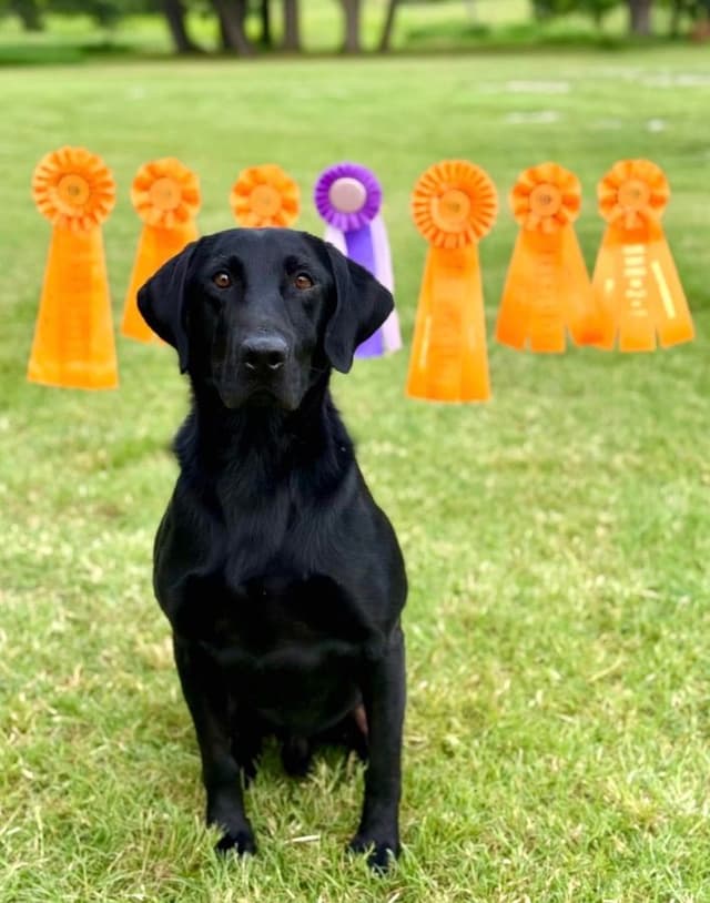 Labrador Retriever Puppies media 2