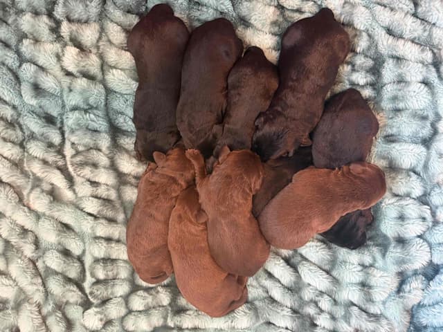 Labrador Retriever Puppies media 4