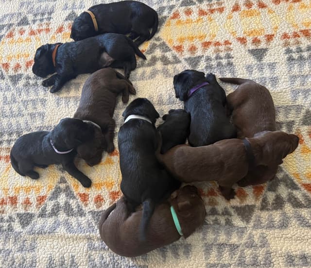 Labrador Retriever Puppies media 5