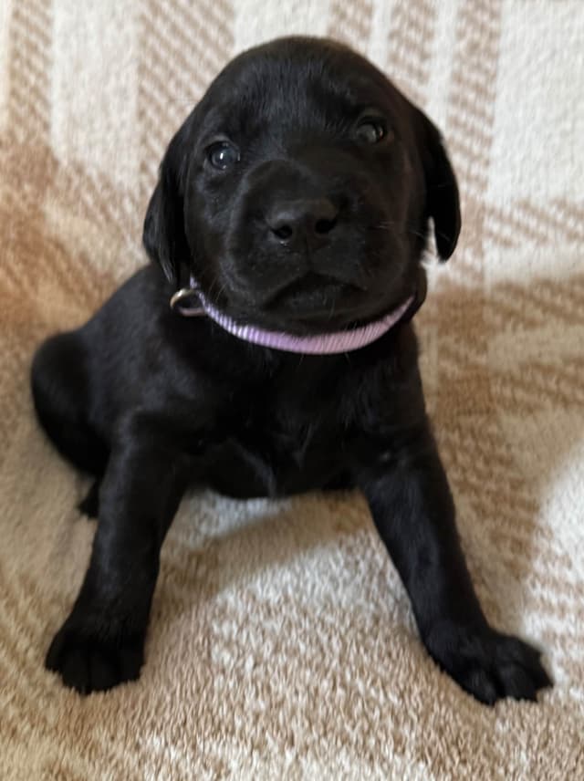 Labrador Retriever Puppies media 10