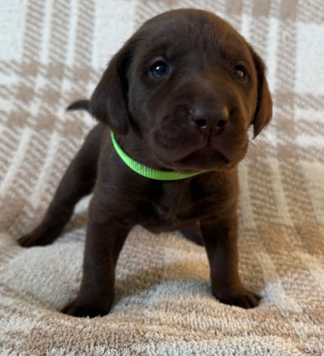 Labrador Retriever Puppies media 9