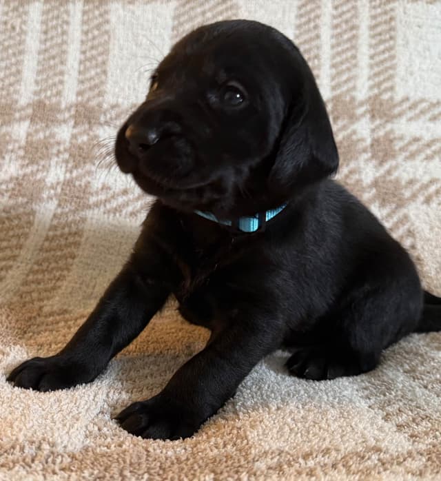 Labrador Retriever Puppies media 14