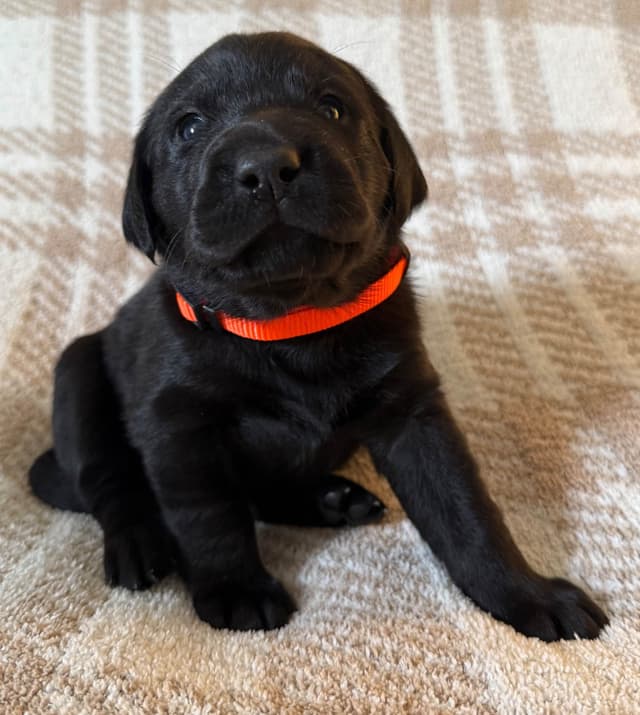 Labrador Retriever Puppies media 12