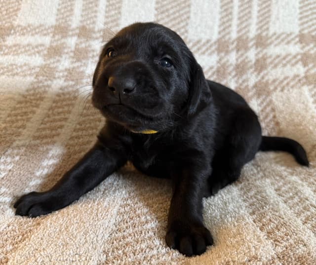 Labrador Retriever Puppies media 16