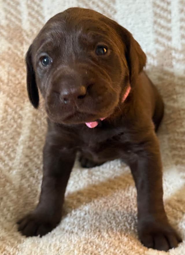 Labrador Retriever Puppies media 13