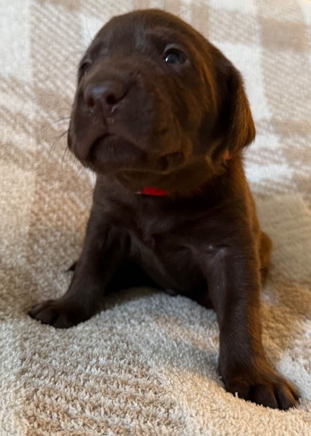 Labrador Retriever Puppies media 15