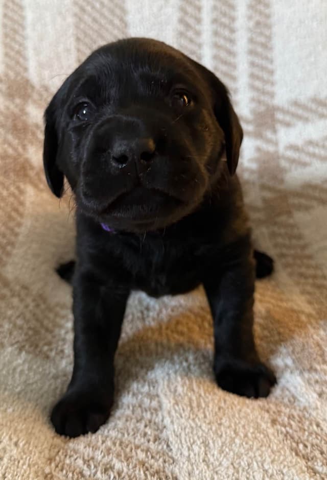 Labrador Retriever Puppies media 18