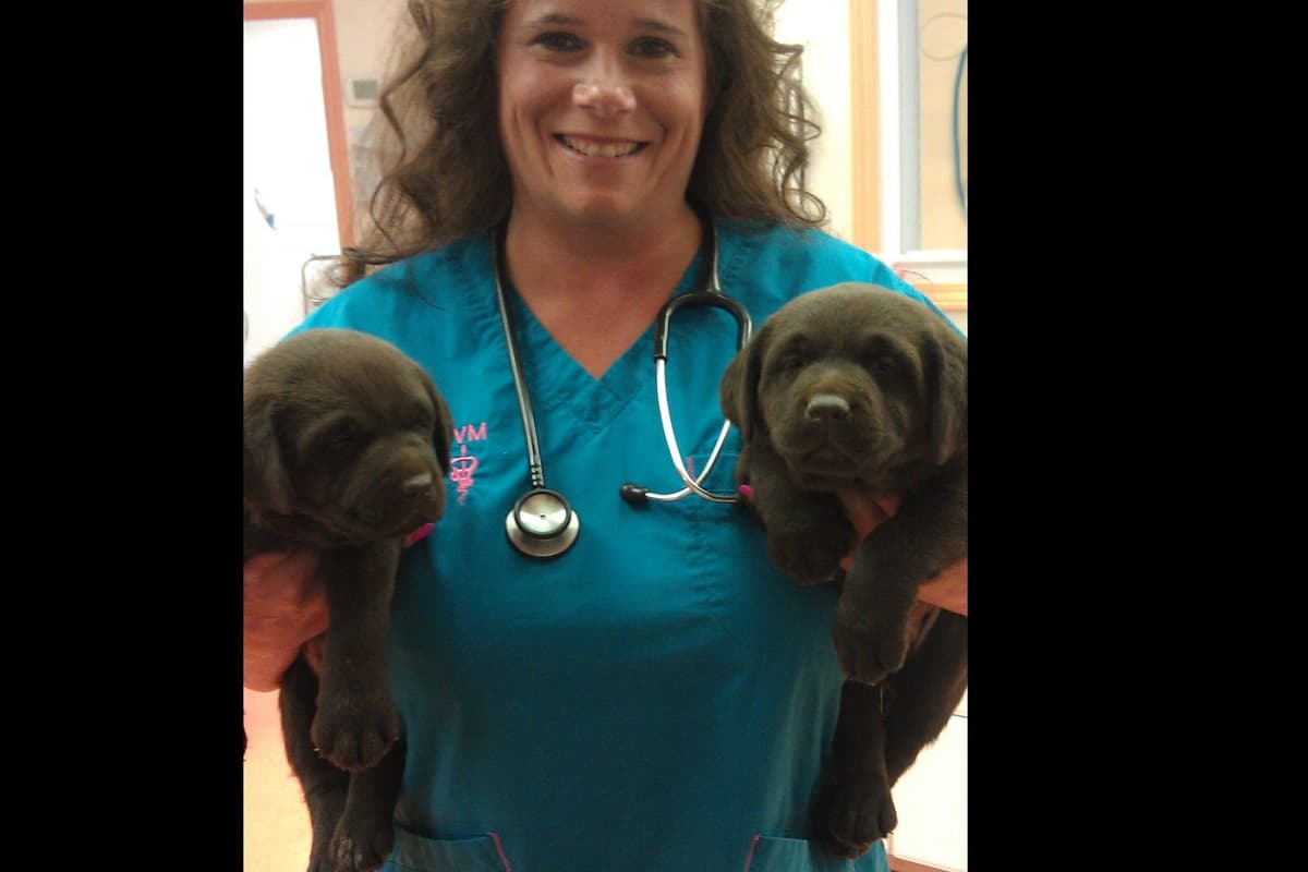 Labrador Retriever Puppies breeder image 2