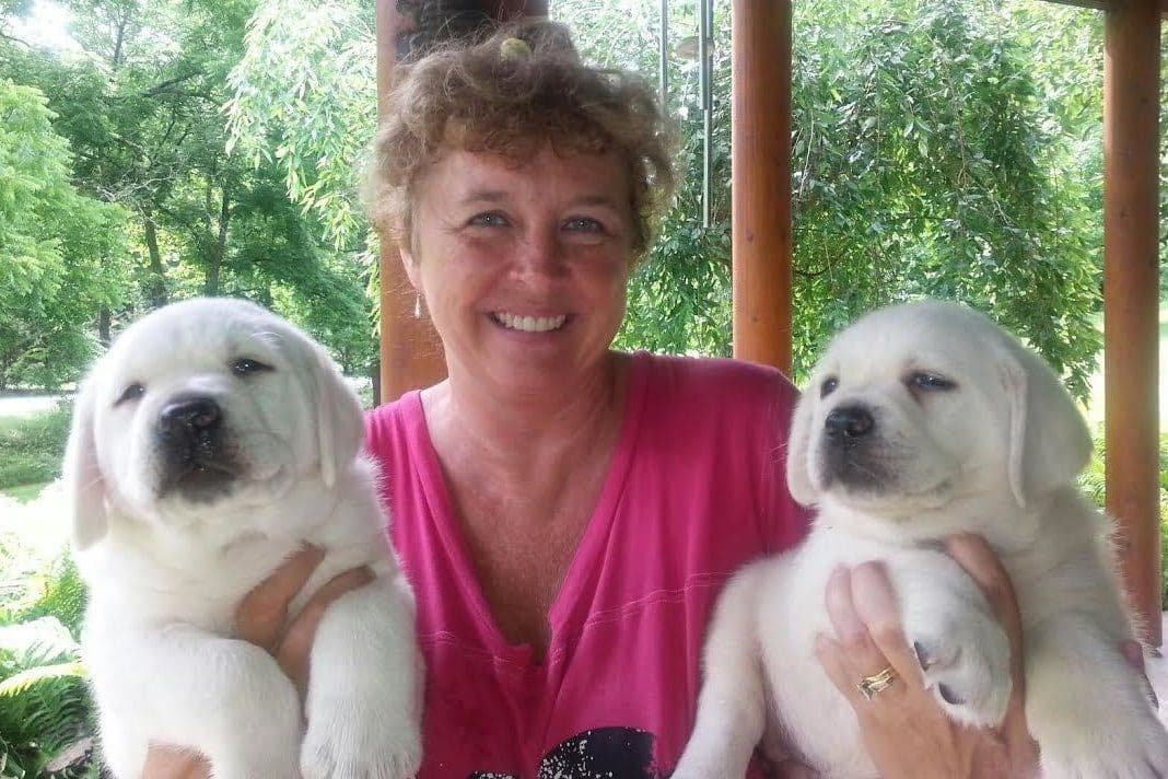 Labrador Retriever Puppies breeder image 3