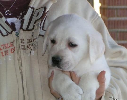 Labrador Retriever Puppies media 2