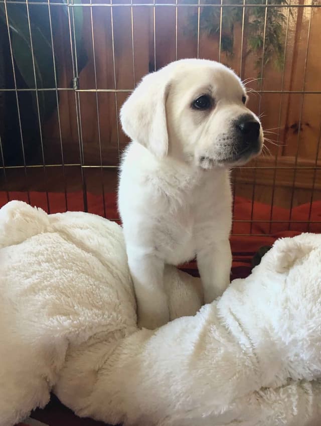 Labrador Retriever Puppies media 3