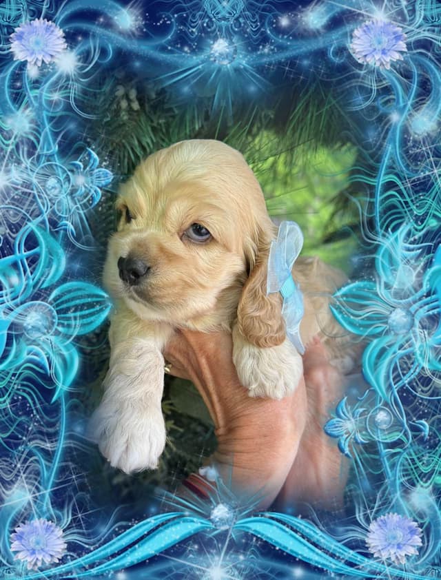 Cocker Spaniel Puppies media 3
