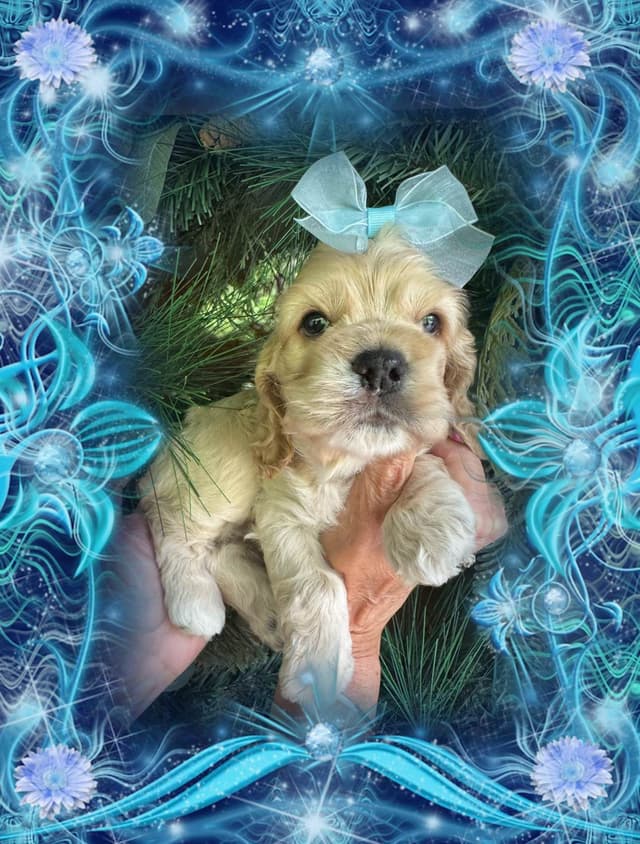 Cocker Spaniel Puppies media 2