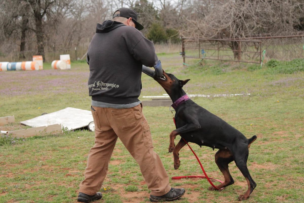 Doberman Pinscher Puppies breeder image 2