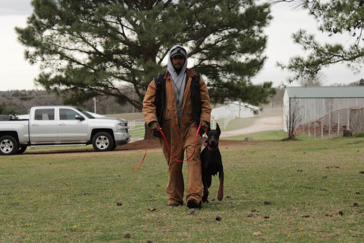 Doberman Pinscher Puppies breeder image 4