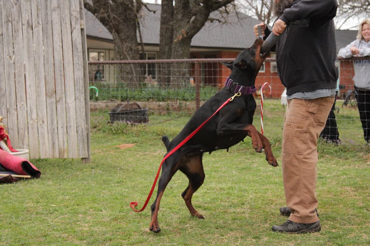 Doberman Pinscher Puppies breeder image 5