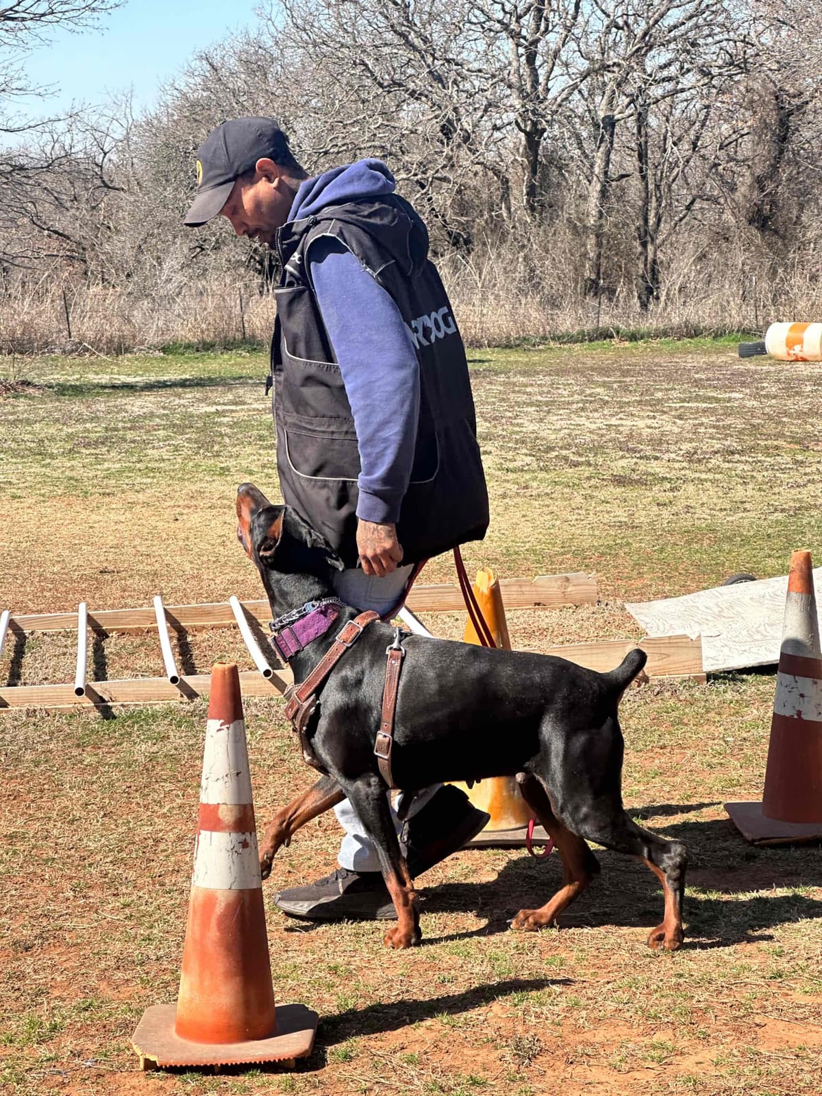 Doberman Pinscher Puppies breeder image 17