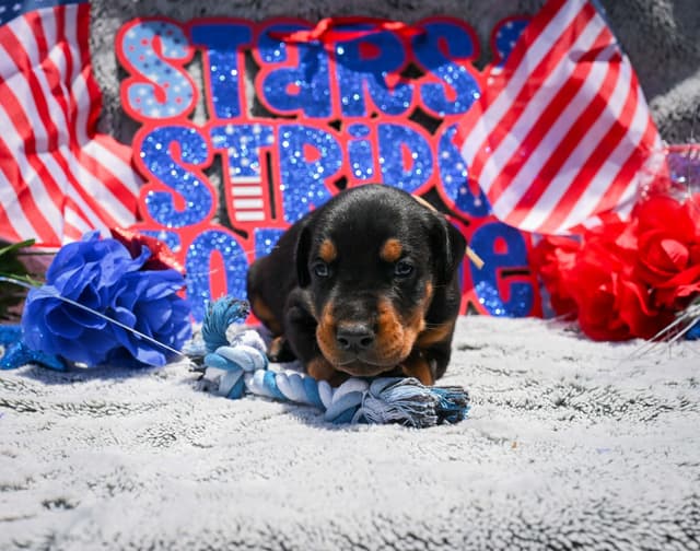 Doberman Pinscher Puppies media 2