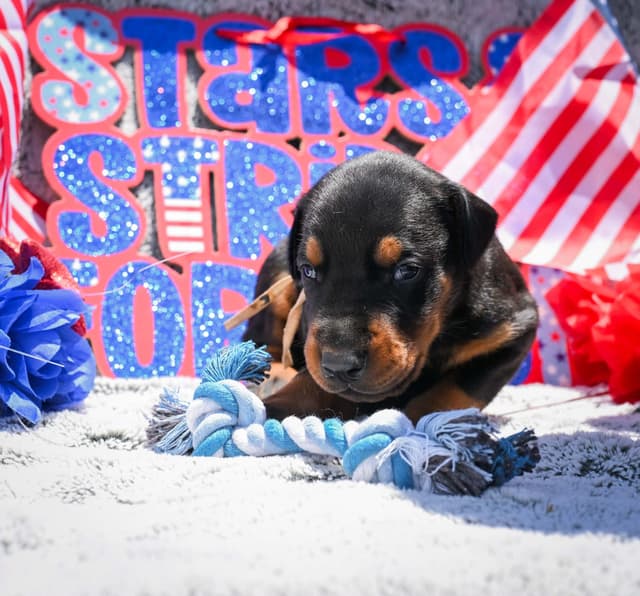 Doberman Pinscher Puppies media 3